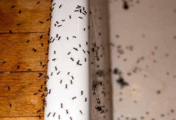 Best Emergency Pest Control  in Wanatah, IN