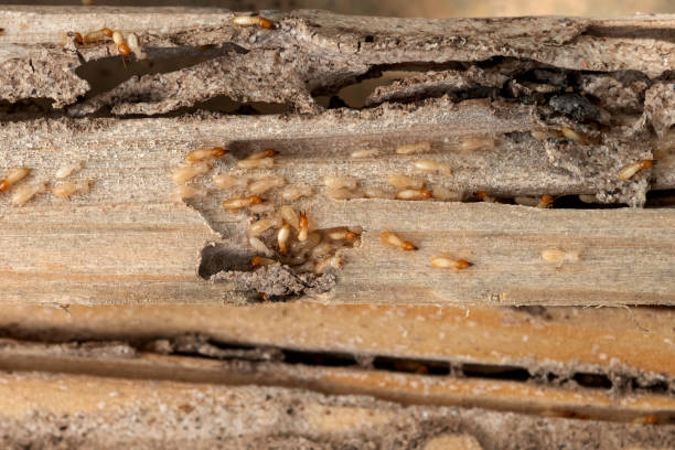 Best Pest Prevention Services  in Wanatah, IN